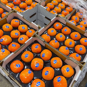 All Fruit at UMall Australia
