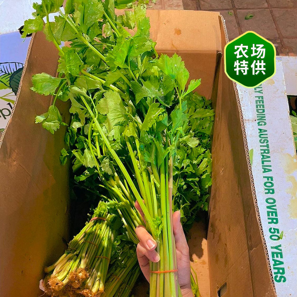 [Fresh]-Bunch-of-Chinese-Celery-1