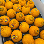 All Fruit at UMall Australia