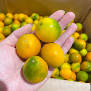 All Fruit at UMall Australia