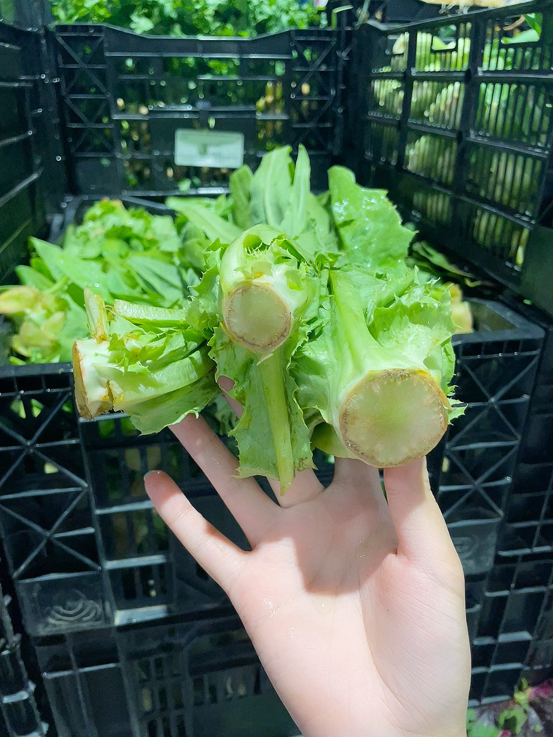 [Fresh]-Bunch-of-Chinese-Lettuce-1
