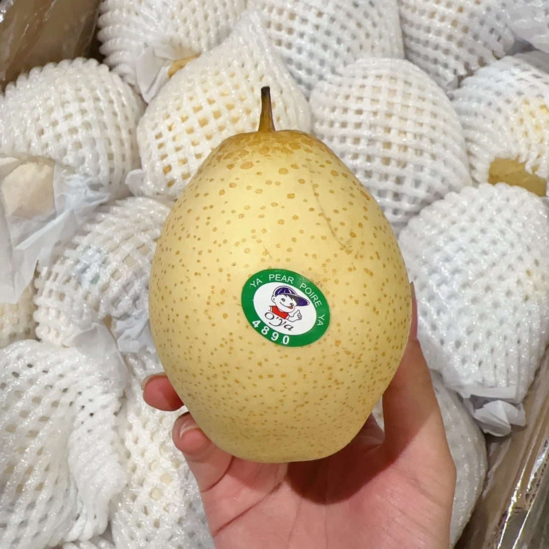 [Fresh]--Chinese-Ya-Pear,-approximately-1-1.2kg-1