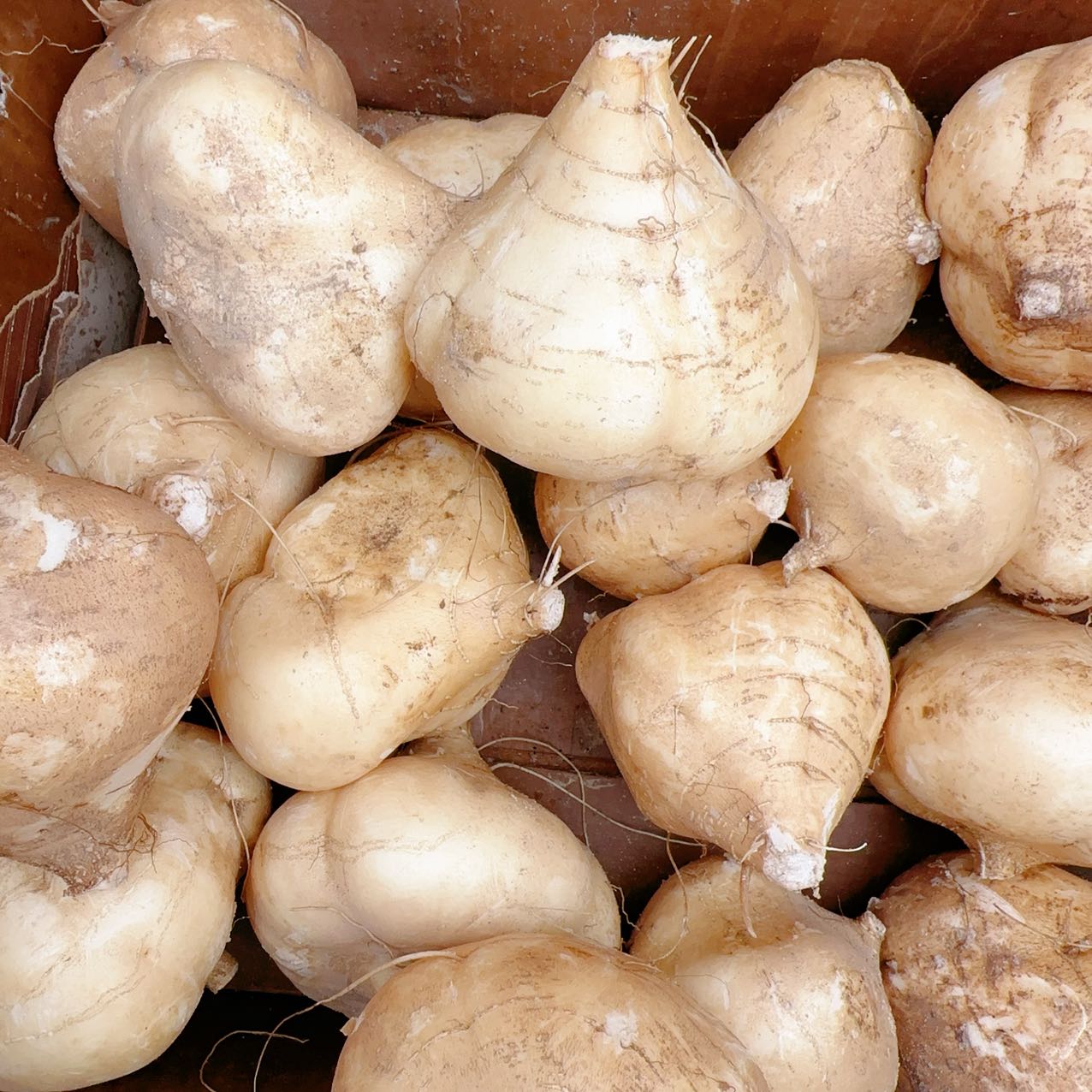 Fresh Local Jicama 1kg Umall Australia's Largest Online Asian