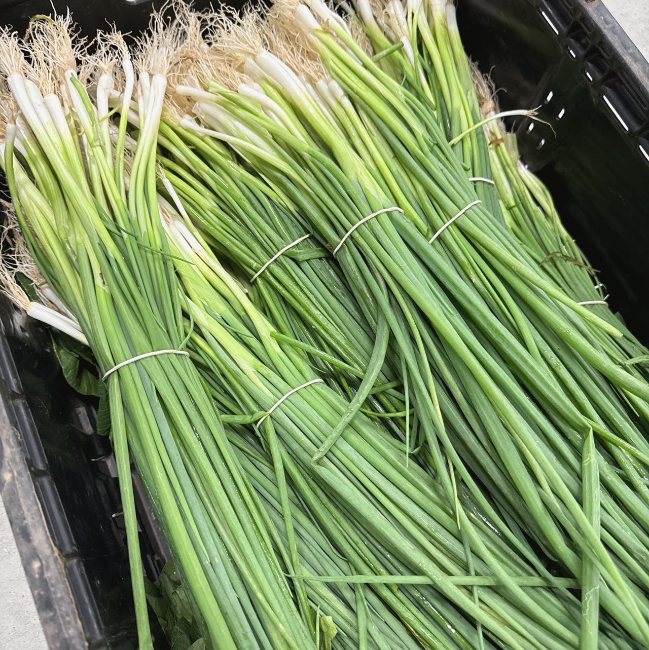 [Fresh]-Bundle-of-Spring-Onions-1