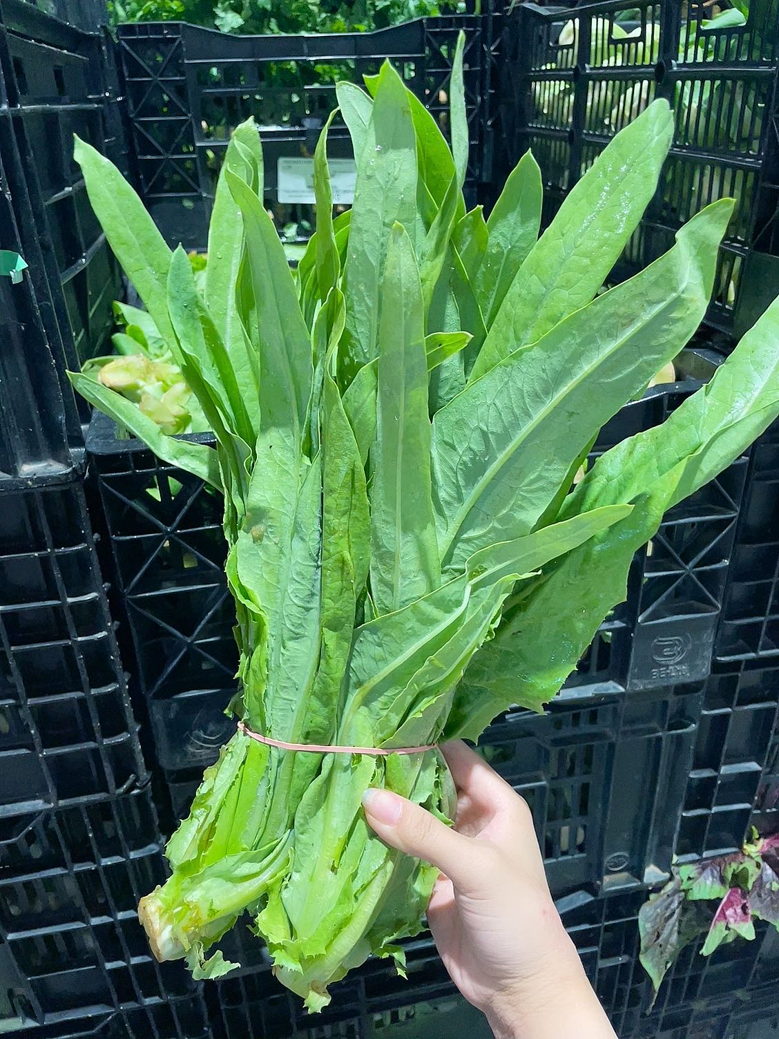 [Fresh]-Bunch-of-Chinese-Lettuce-1