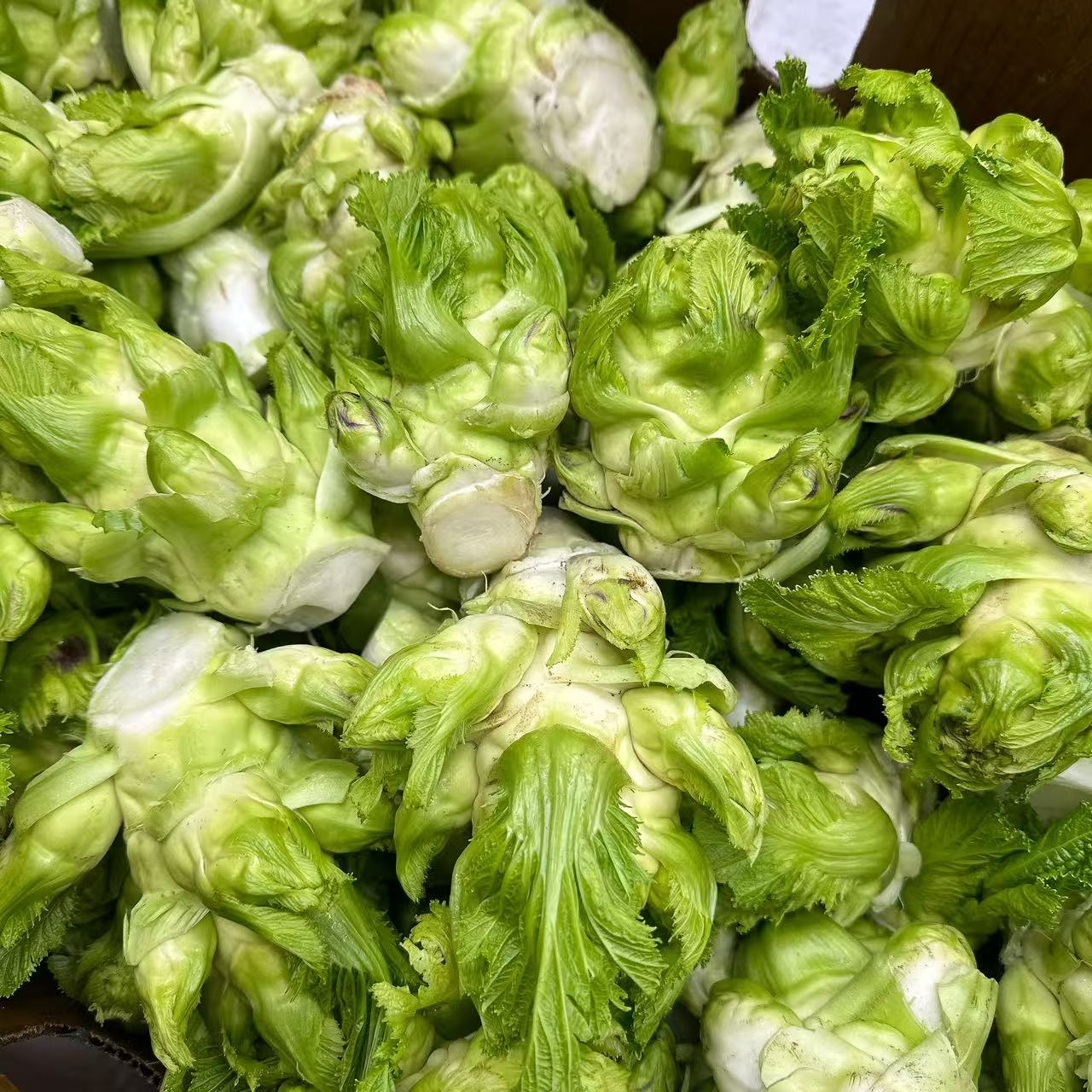 Baby-Lettuce-Shoots-(Er-Cai)-–-Approx.-500g-2