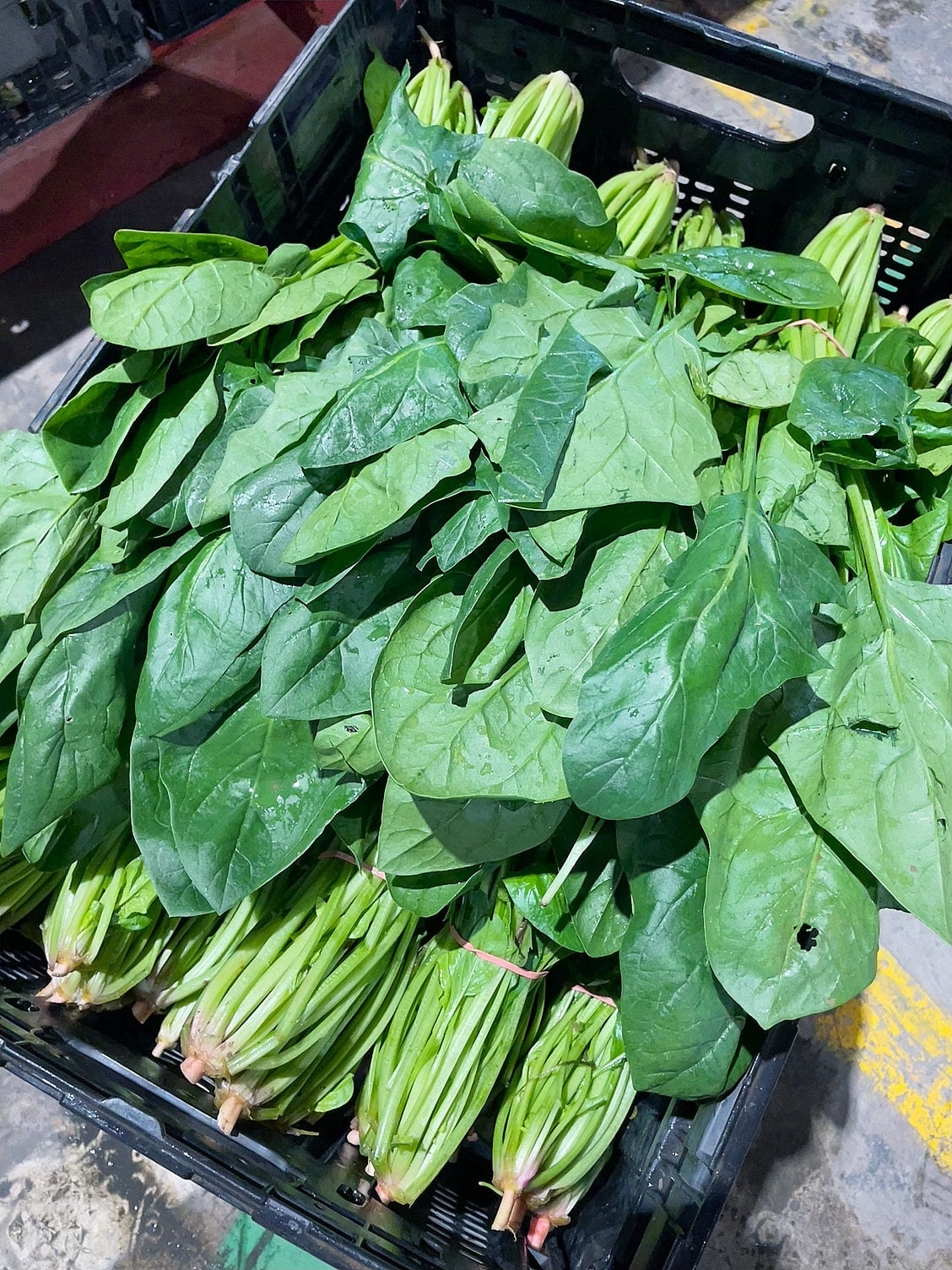 [Fresh]-Bundle-of-Spinach---1-Bundle-1