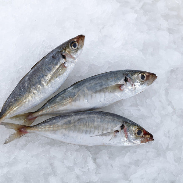 Frozen Indian Mackerel (Whole Fish) 900g – Bangda / Ikan Kembung