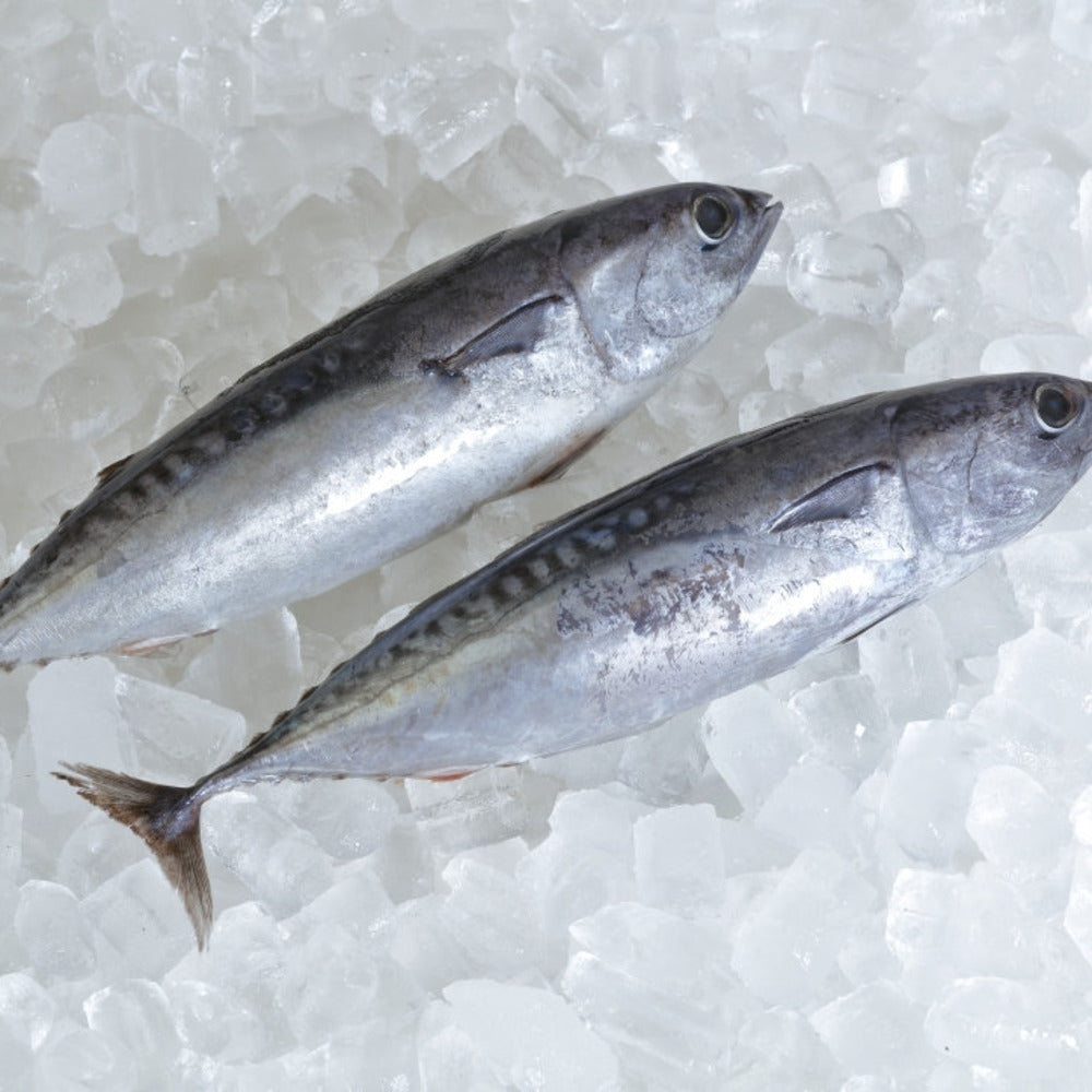 Wild-Caught-Whole-Frigate-Tuna-–-Frozen-1kg-1