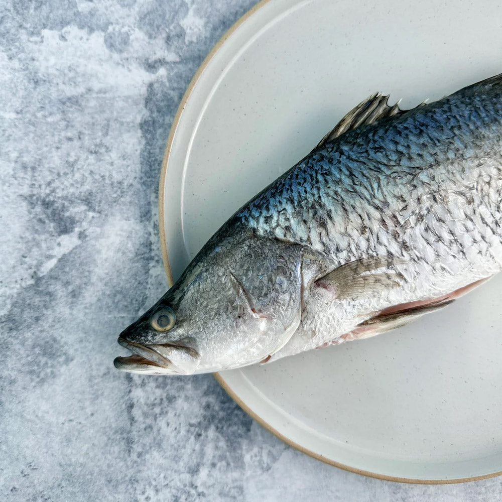 Frozen-Whole-Cleaned-Barramundi-(Descaled-&-Gutted)-Approx.-1kg+---Asian-Sea-Bass-1