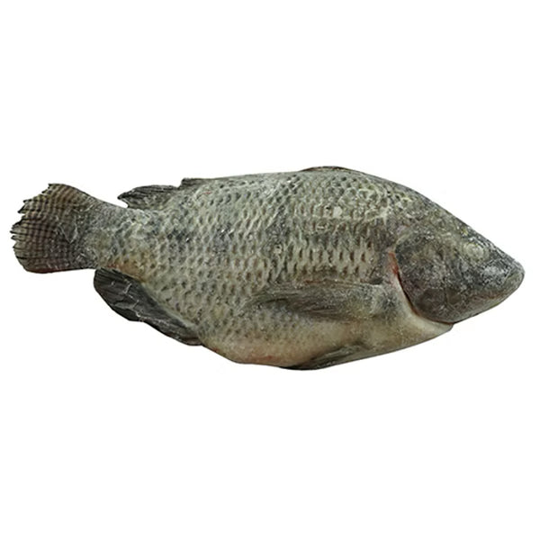 Cá Rô Phi (Tilapia) Nguyên Con Đông Lạnh 600–800 g – thịt cá dai ngọt, chế biến đa dạng