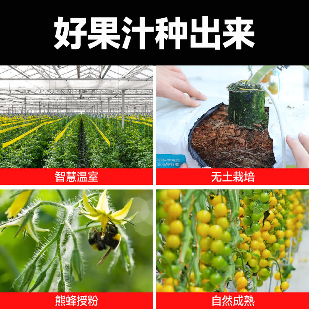 Yi-Ke-Da-100%-NFC-Yellow-Tomato-Juice-270g-x-20-Bottles-2