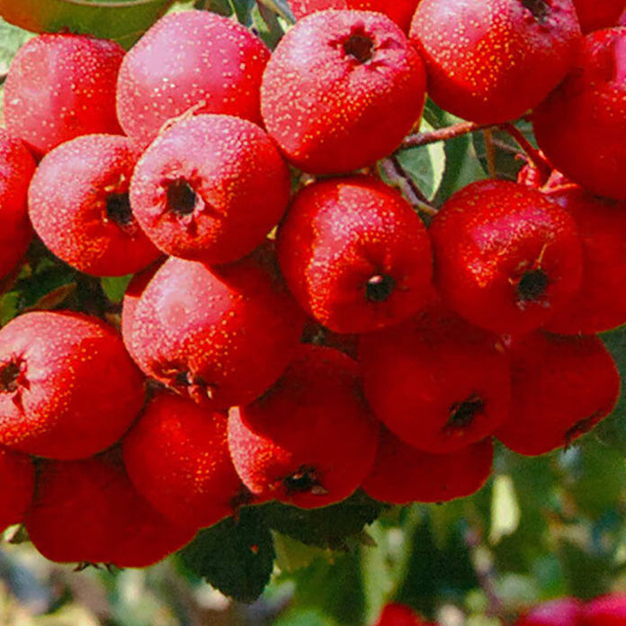 Nước Ép Sơn Tra Đường Phèn Jianfu 125 ml × 3 – giải khát & hỗ trợ tiêu hóa