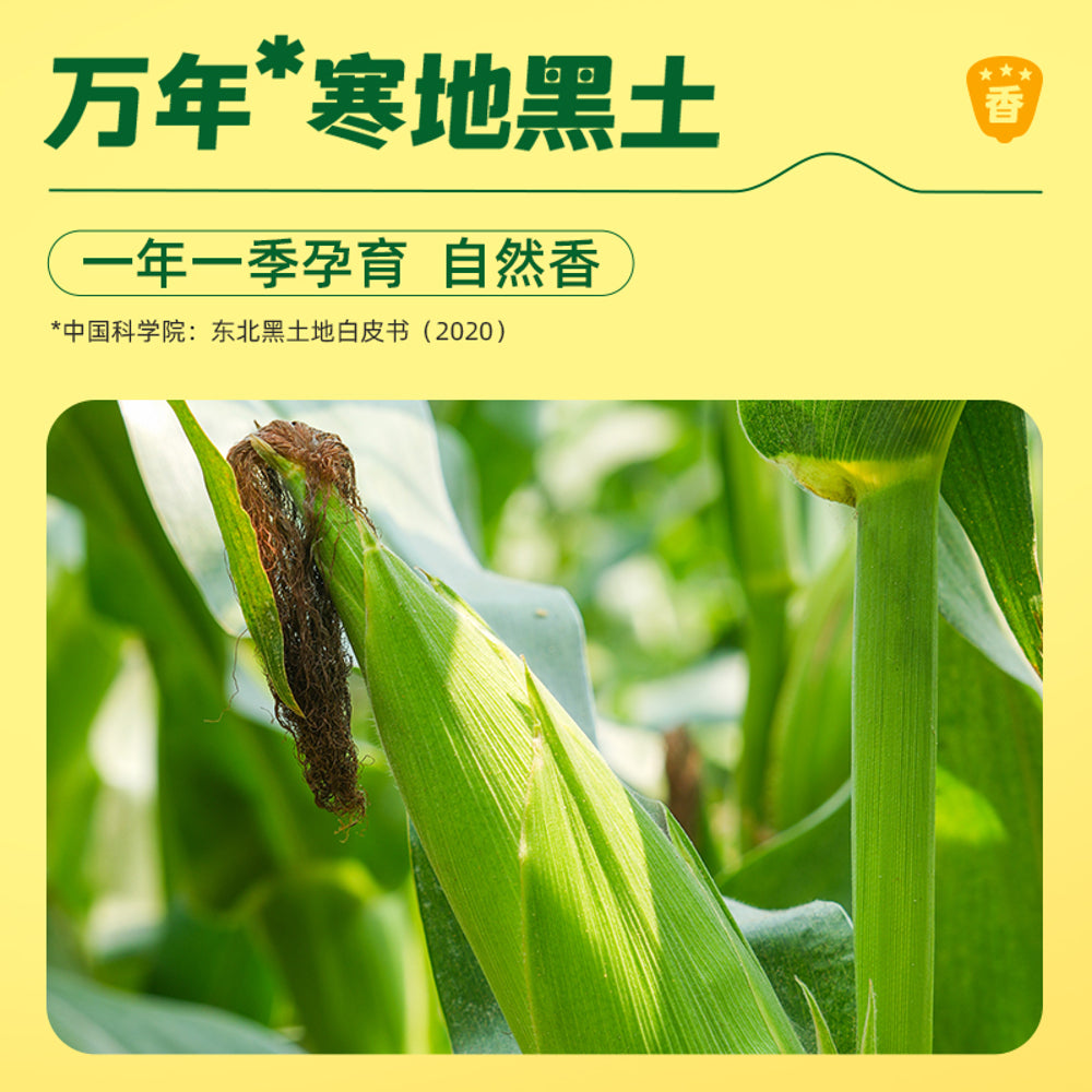 October Corn October Rice Field Black Glutinous Corn (1.76kg) – Umall - Australia's ...