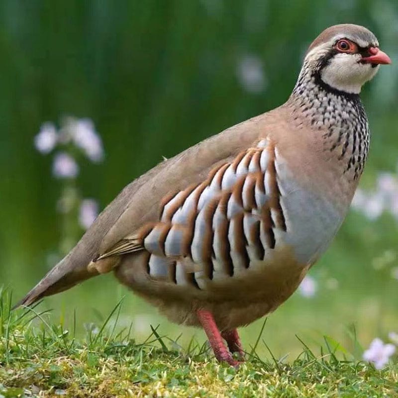 ChattyHen-Frozen-Partridge-(2-Pack)-800g-1