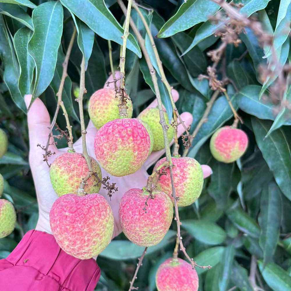Air-Flown-Vietnamese-Lychees---Box-of-2kg-4