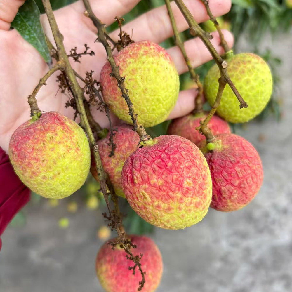 Air-Flown-Vietnamese-Lychees---Box-of-2kg-3