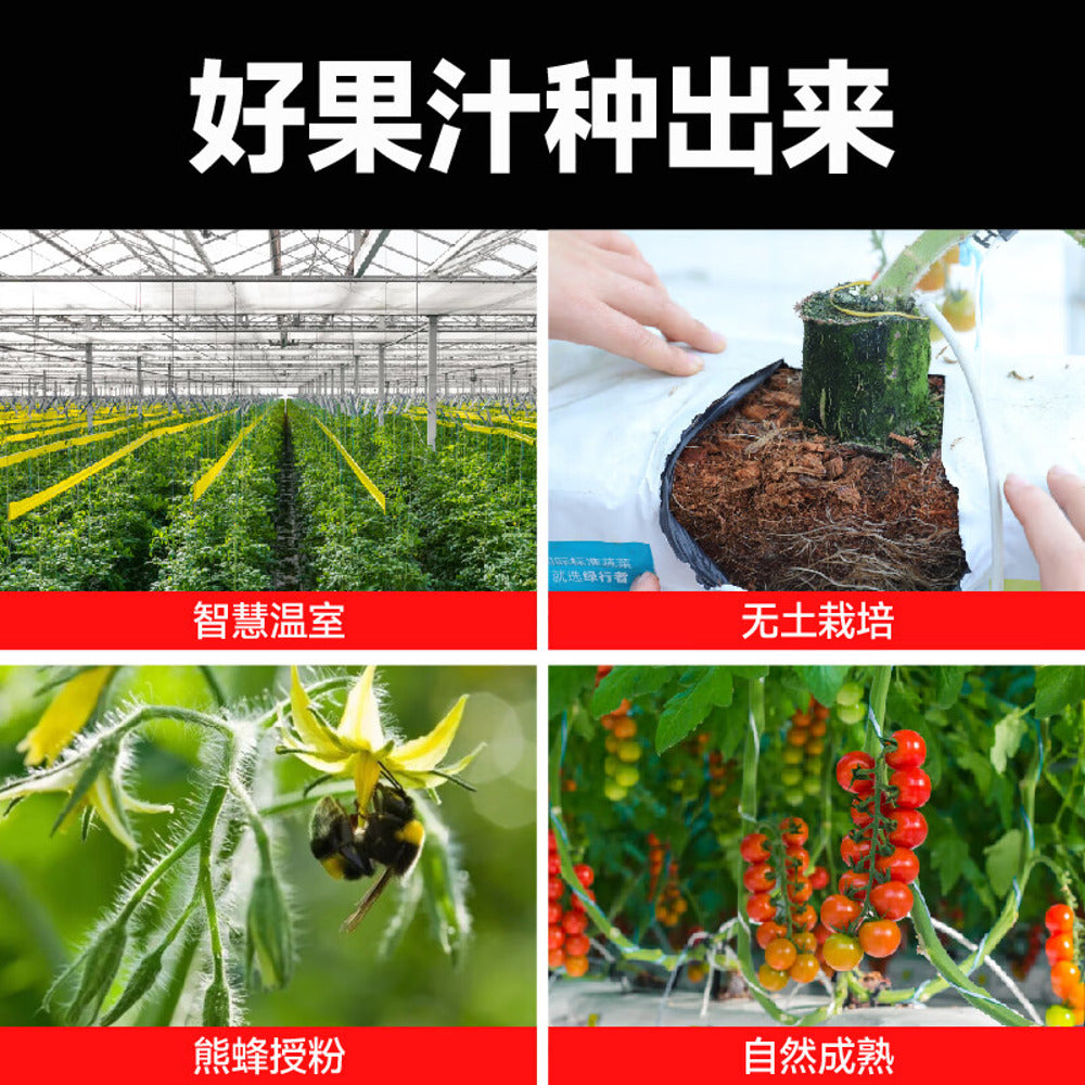 Yikeda-100%-NFC-Tomato-Juice-270g---Not-From-Concentrate-5