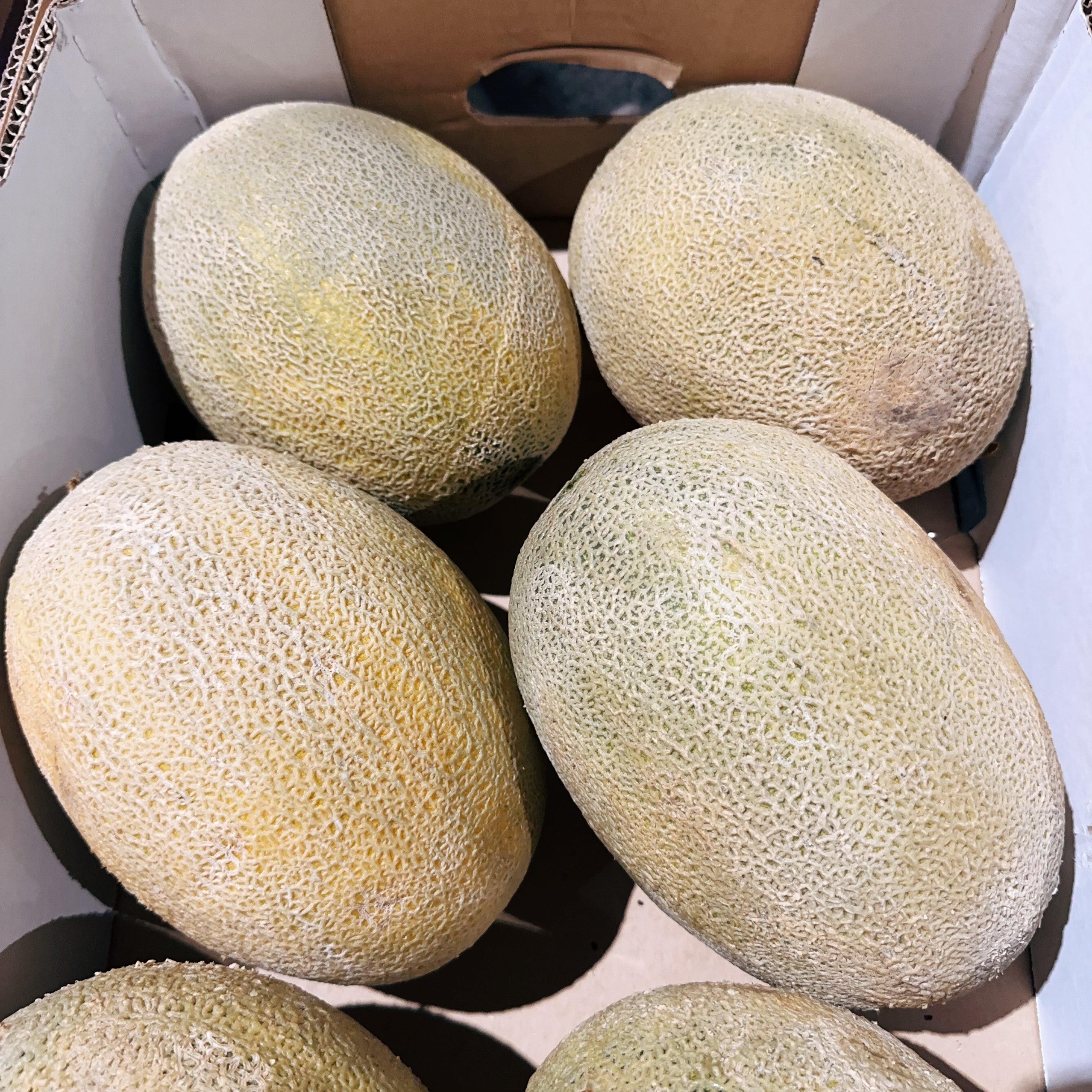 Rckmelon Get Rockmelon Big Size 1 Piece Delivered to Sydney – Umall - Australia ...