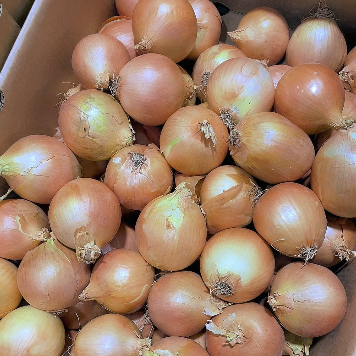 [Fresh]-Yellow-Onions-1kg-1