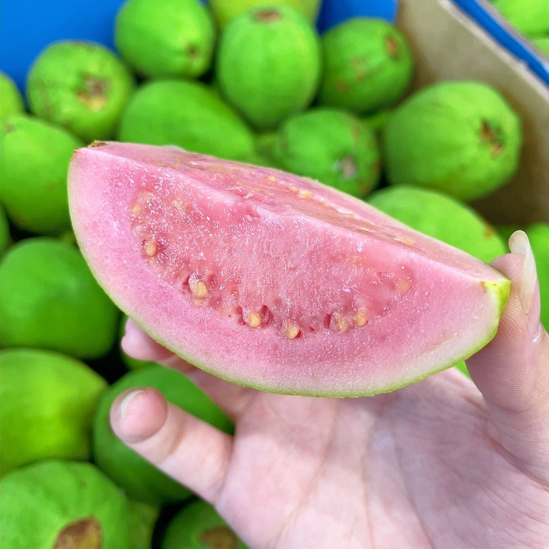 Guava Red Color Red Guava - 1kg – Umall - Australia's Largest Online Asian Supermarket