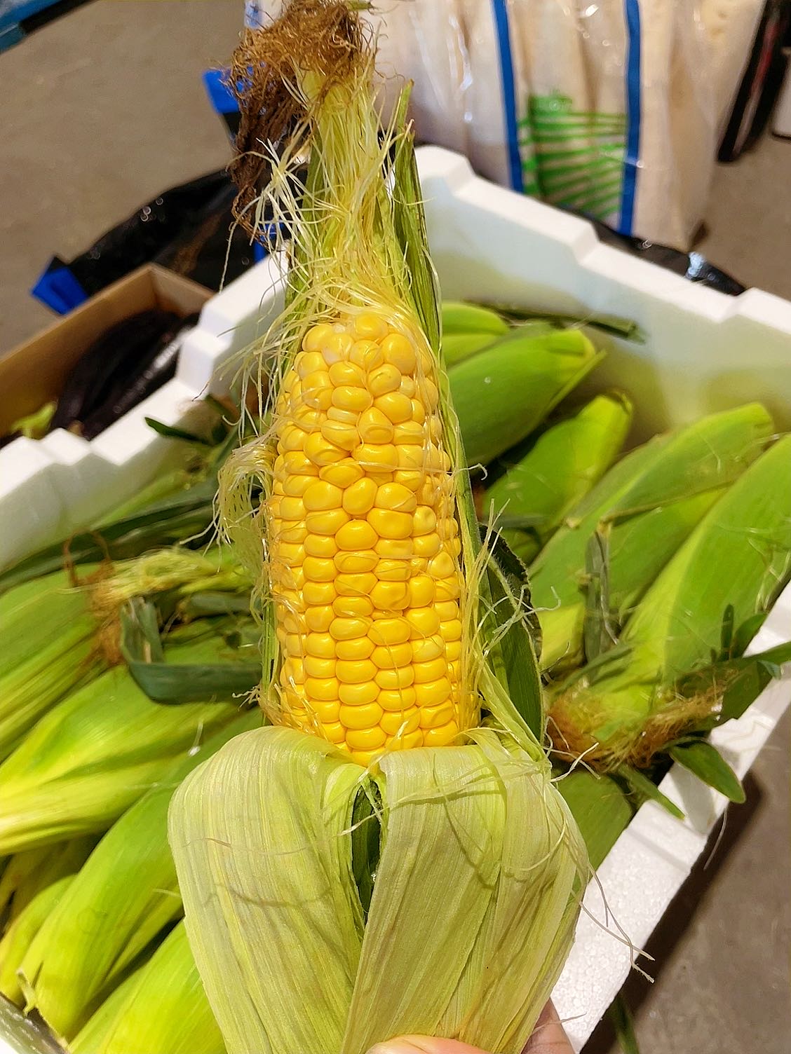 [Fresh]-2-Corn-Cobs-1