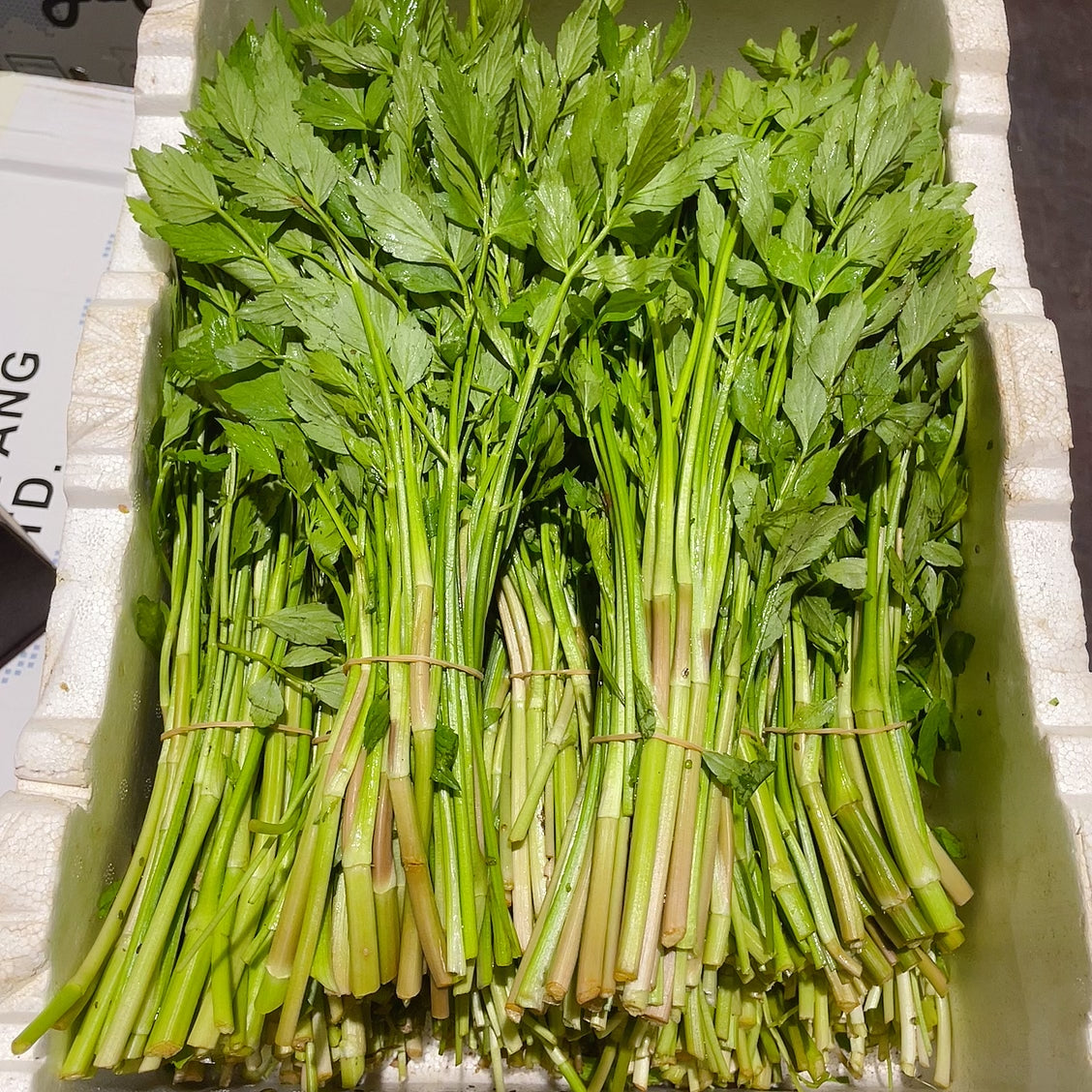 [Fresh]-Bundle-of-Water-Celery-1