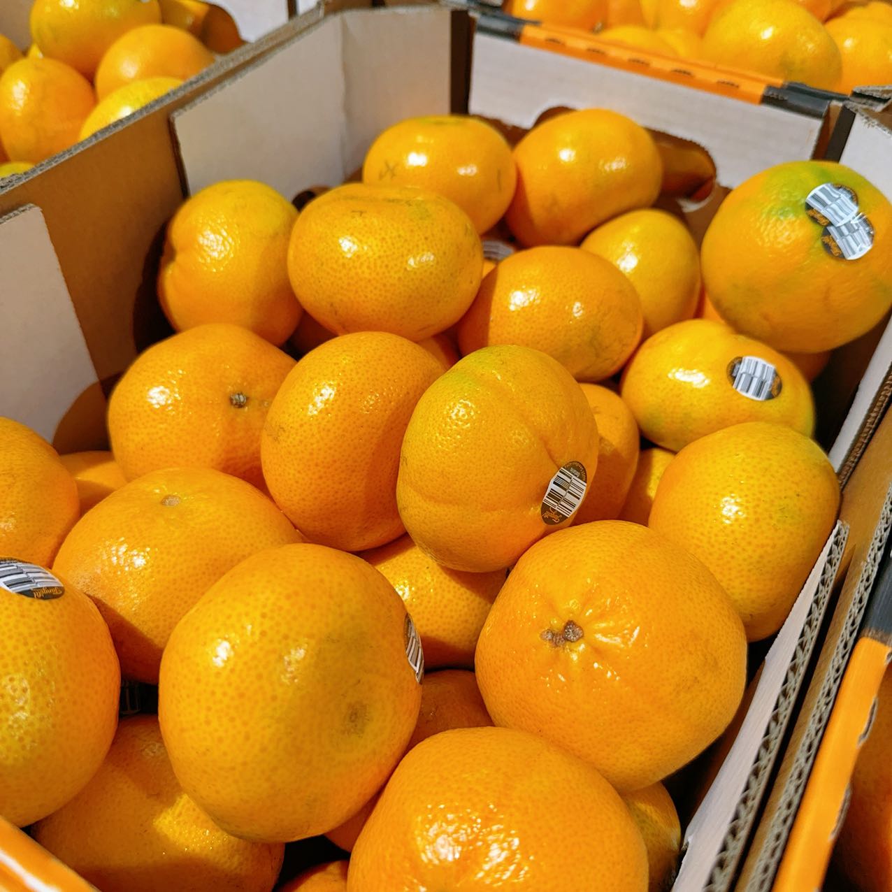 ¡¾Fresh¡¿Umall-Own-Brand-Seedless-Oranges---Approximately-900-1000g-1
