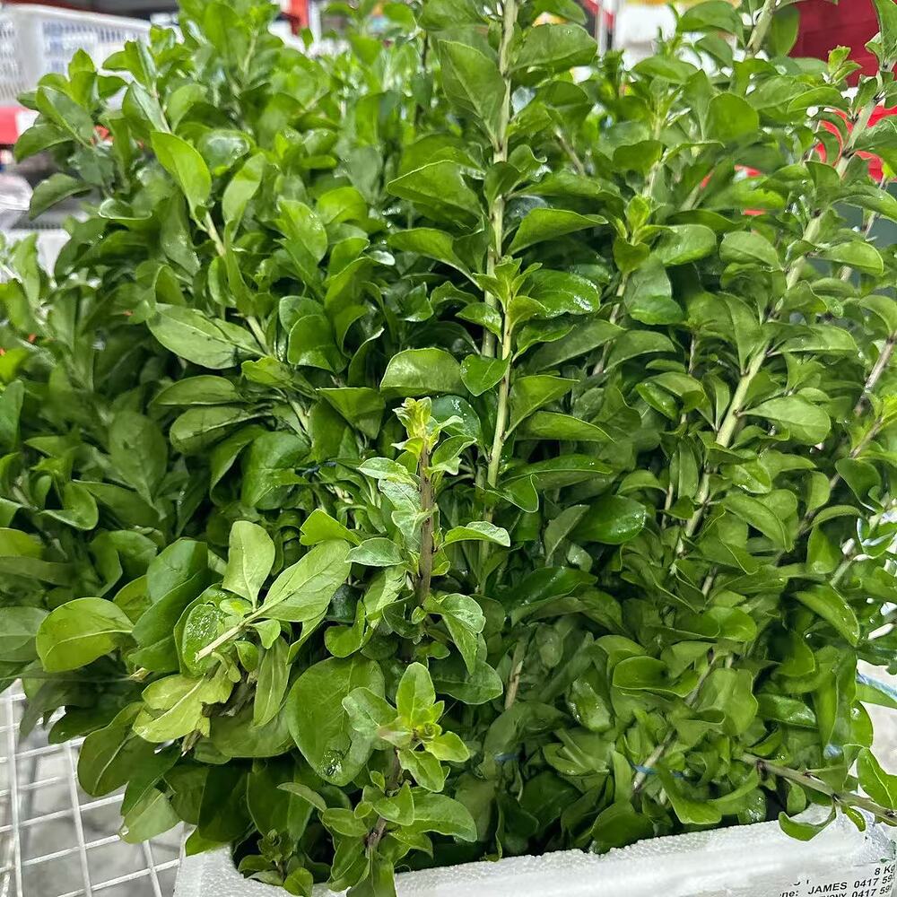 fresh-goji-leaves-1-bunch-2