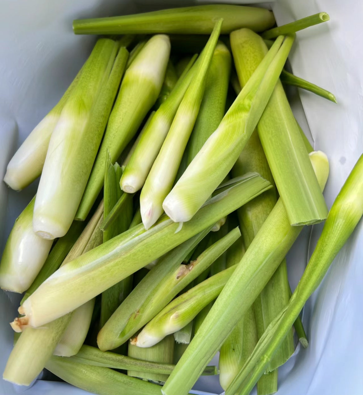 Willd Rice Stem Water Bamboo Shoots 500g (Fresh Wild Rice Stem) – Umall - Australia's ...