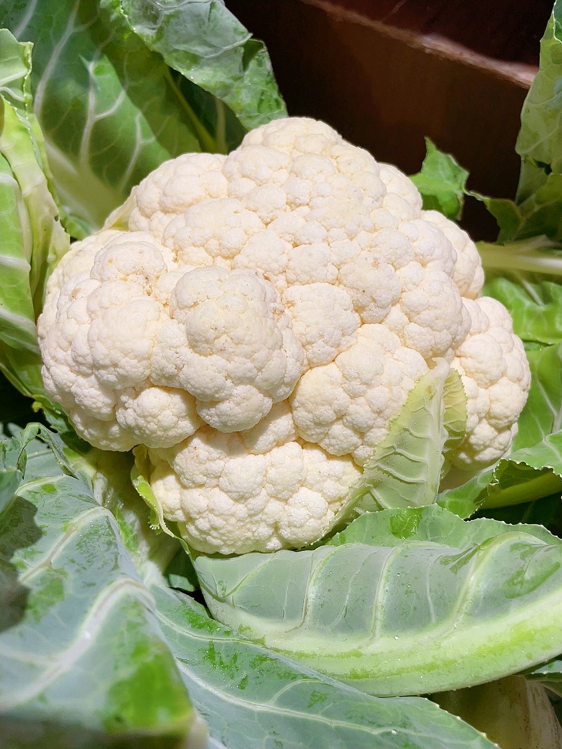 [Fresh]-Cauliflower---1-Piece-1