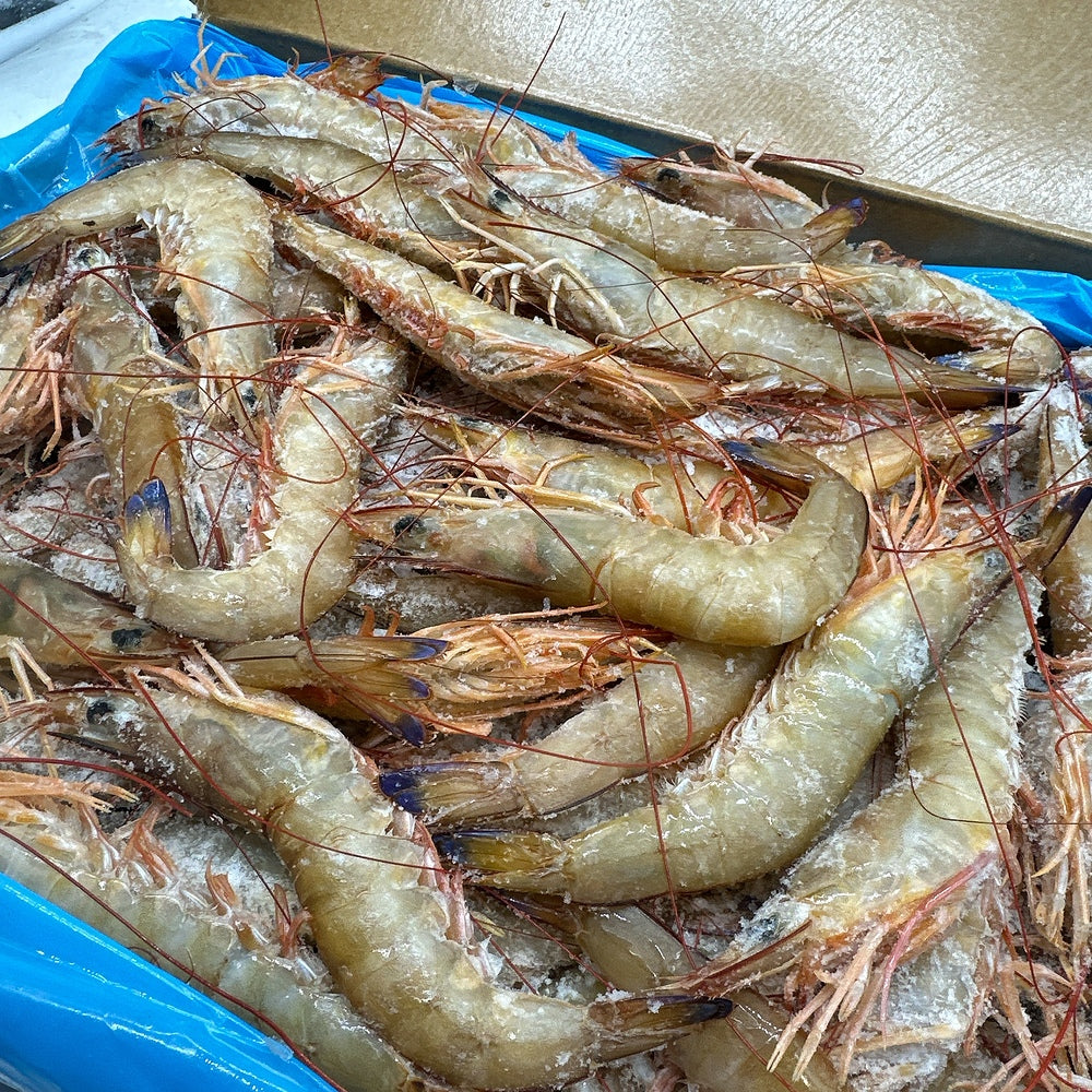 Exmouth-Wild-Caught-Prawns-(Frozen)-U10/20-–-Approx.-500g---Head-On,-Shell-On-1