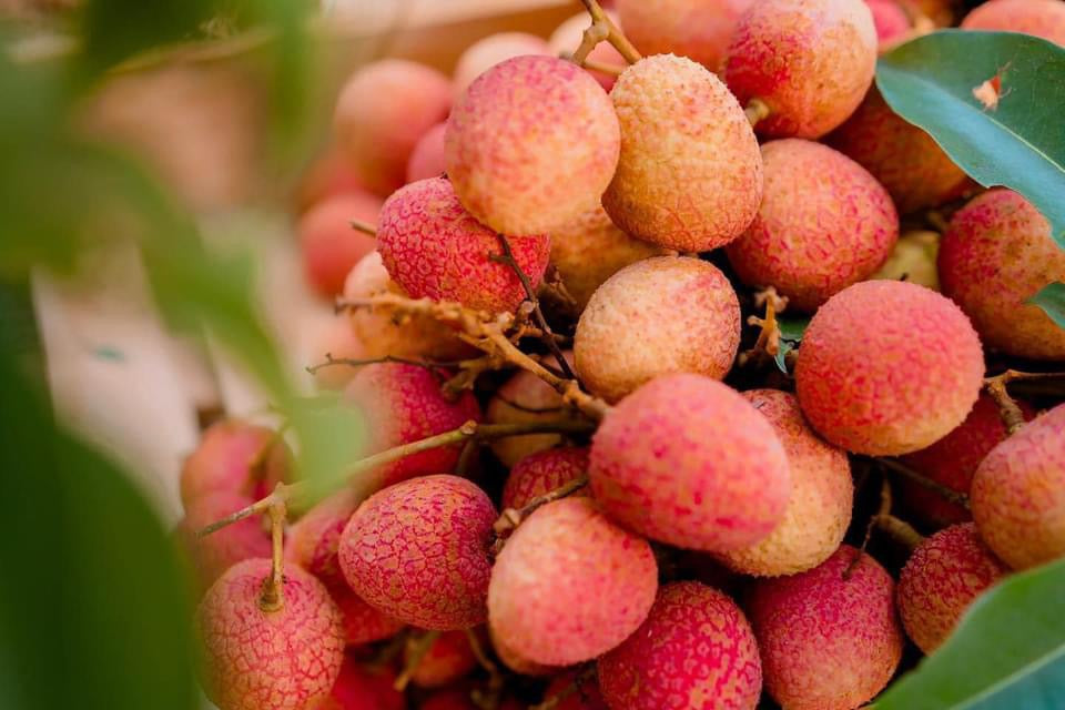 Lychee Sticky Rice Imported Sticky Rice Lychee - 1kg – Umall - Australia's Largest Online ...