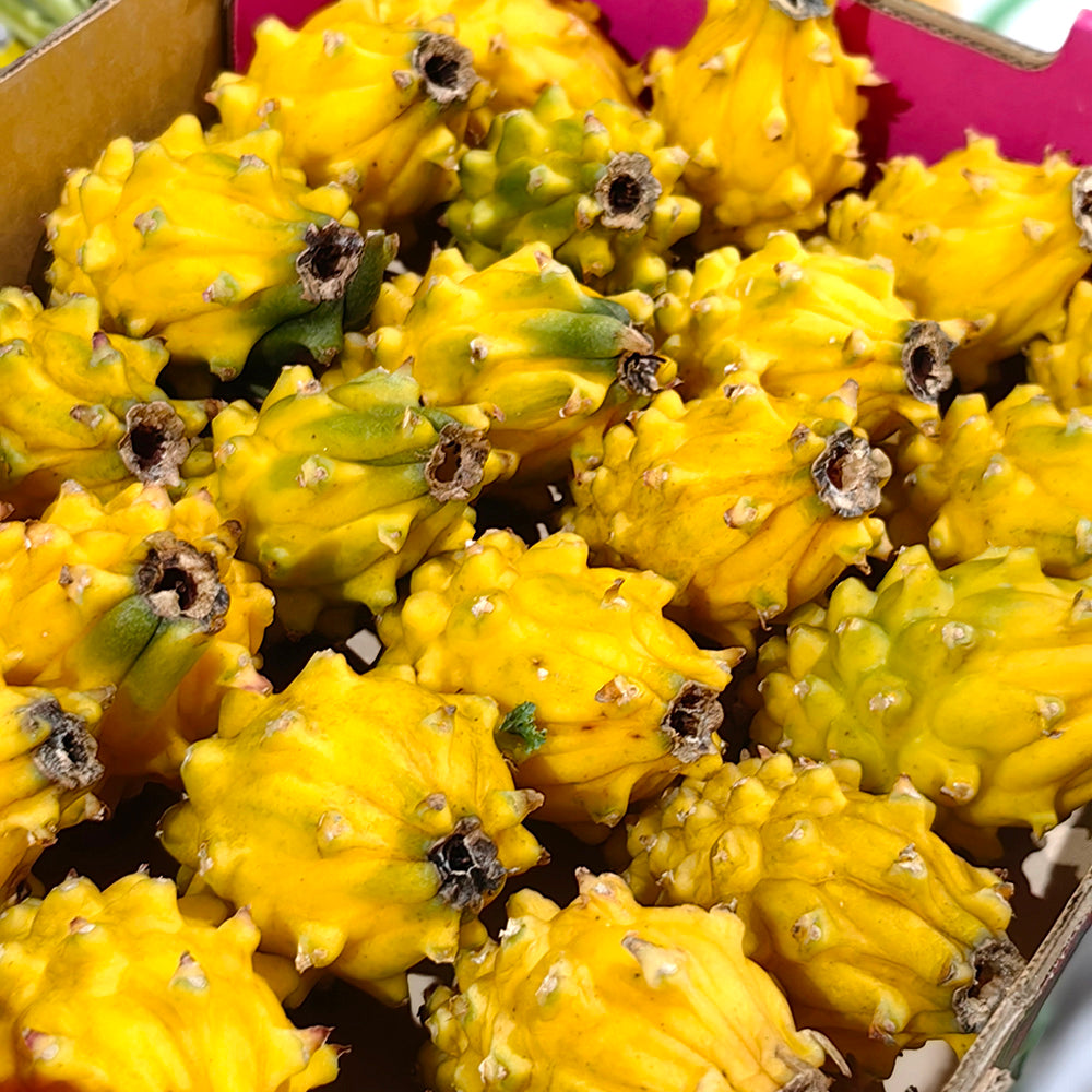 thumbnail image 2 of Sweet Yellow Dragon Fruit / Pitahaya Seeds - 40 Seeds - 2024 Harvest - USA 2 of 5