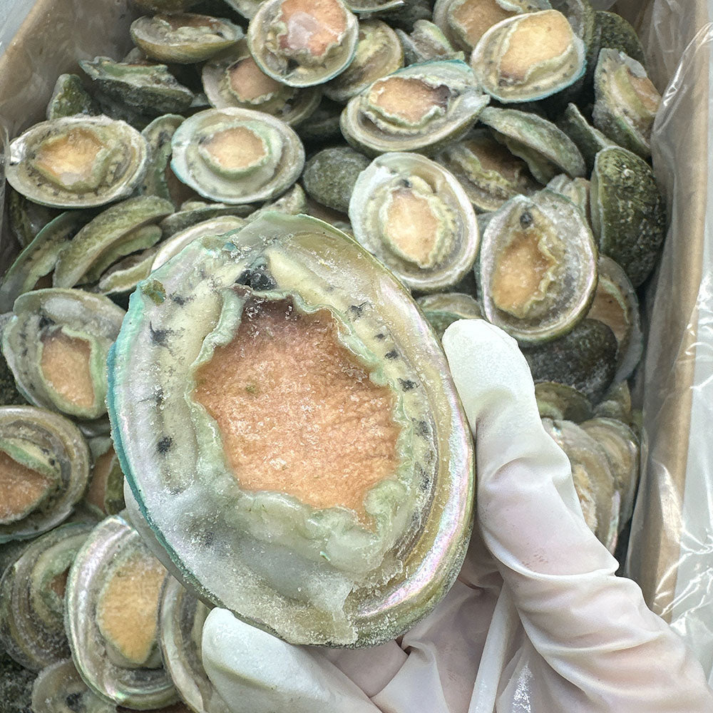 Frozen-South-Australian-Greenlip-Abalone---14-Pieces,-1kg-2